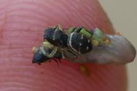Heliophanus cupreus