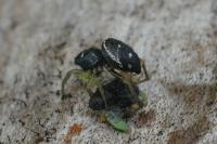 Heliophanus cupreus