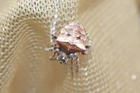 Gibbaranea bituberculata