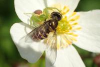 Diaea dorsata