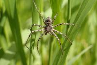 Philodromus