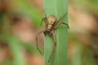 Philodromus