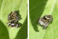 Carrhotus xanthogramma