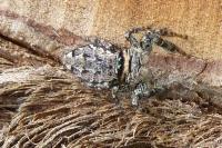 Marpissa muscosa