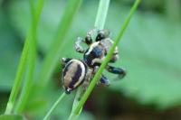 Evarcha falcata