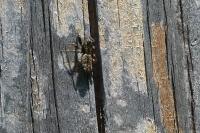 Marpissa muscosa