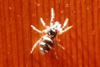 Salticus scenicus