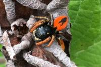 Philaeus chrysops