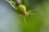 Araniella