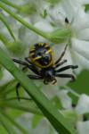 Synema globosum