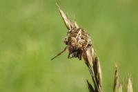 Agalenatea redii