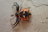 Synema globosum