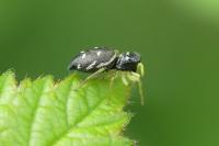 Heliophanus cupreus