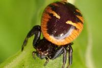 Synema globosum