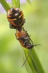 Synema globosum