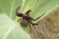 Xysticus