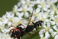 Synema globosum