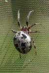 Larinioides cornutus