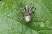 Pardosa