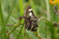 Pellenes tripunctatus