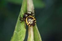 Synema globosum