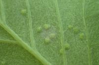 Eriophyes arianus