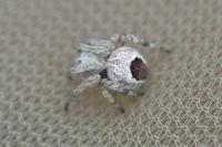 Agalenatea redii