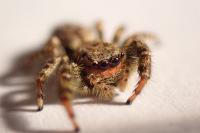Marpissa muscosa