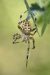 Araneus diadematus