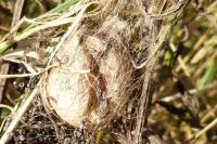 Argiope bruennichi