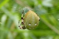 Araneus quadratus