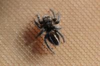 Philaeus chrysops