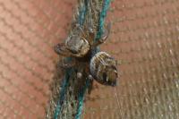Evarcha arcuata