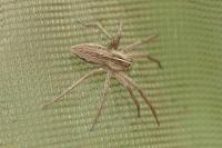Pisaura mirabilis