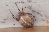 Araneus diadematus