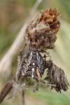 Araneus diadematus