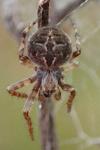 Agalenatea redii