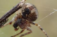 Agalenatea redii