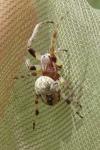 Larinioides cornutus