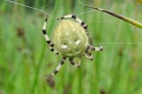 Araneus quadratus