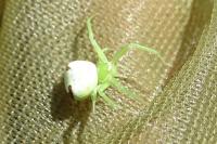 Ebrechtella tricuspidata