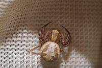 Xysticus cristatus