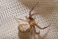 Xysticus cristatus