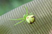 Ebrechtella tricuspidata