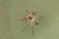 Pisaura mirabilis