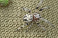 Larinioides