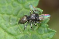 Heliophanus auratus