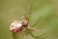 Tmarus piger
