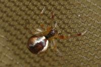 Anelosimus
