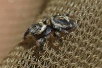 Evarcha falcata